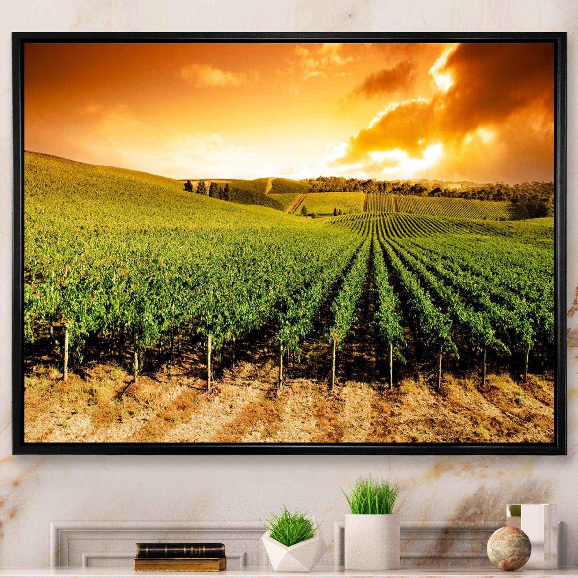 Sunset Vineyard Panorama