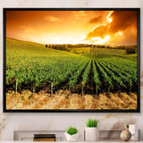 Sunset Vineyard Panorama