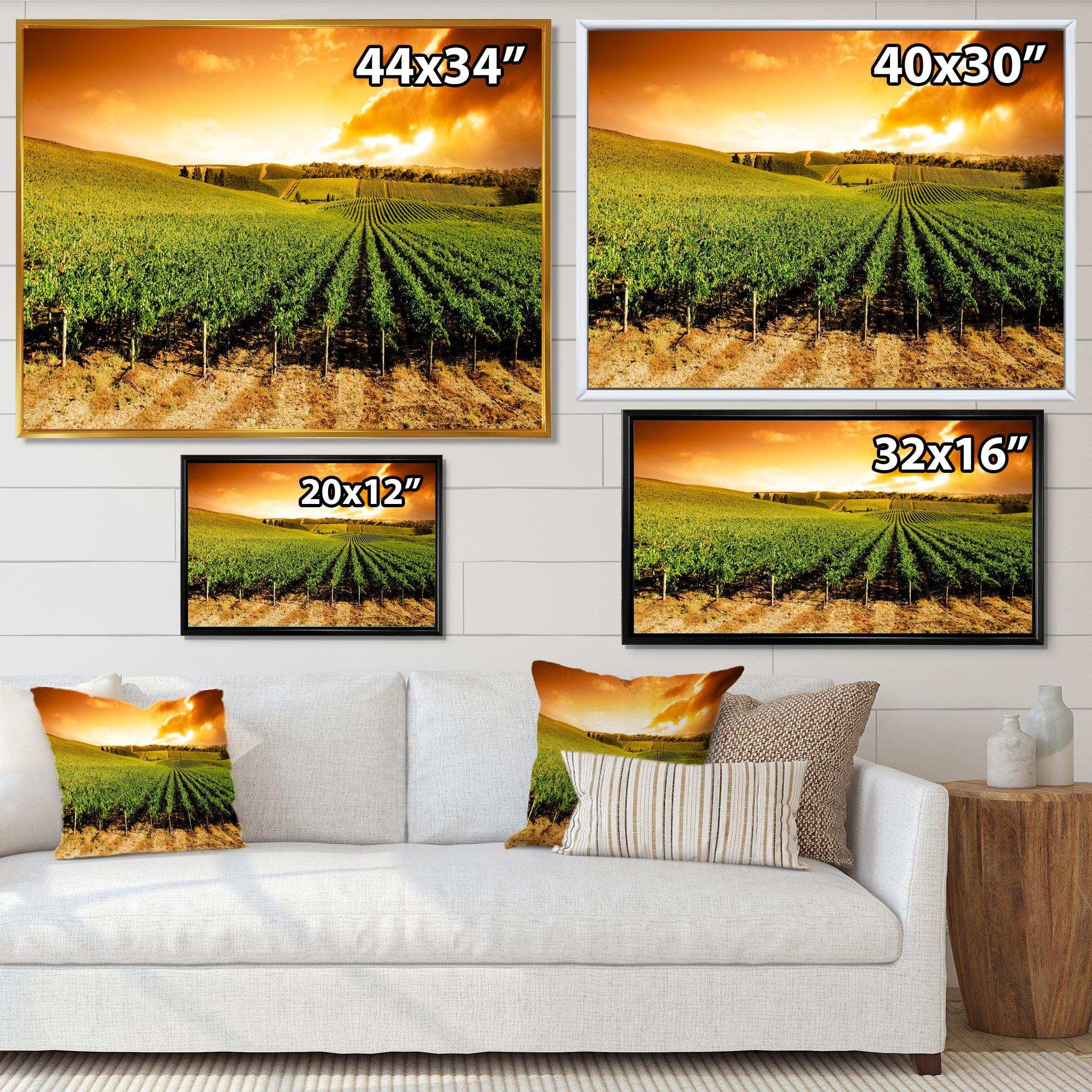Sunset Vineyard Panorama