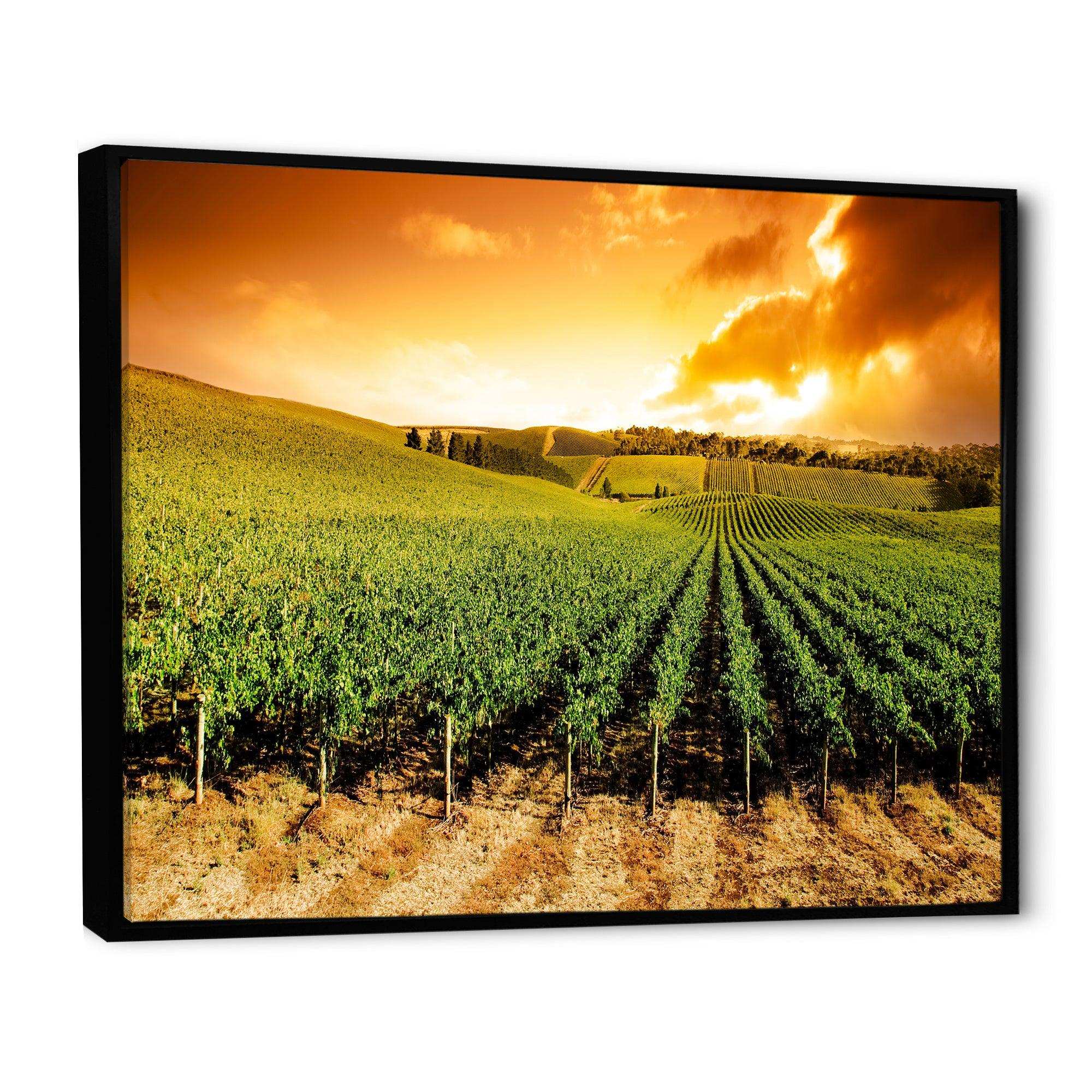 Sunset Vineyard Panorama