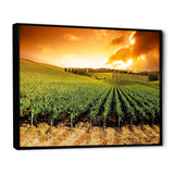 Sunset Vineyard Panorama