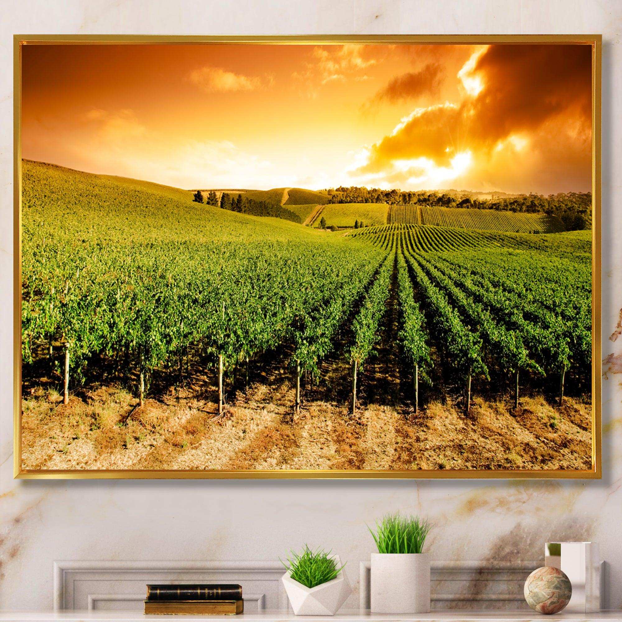 Sunset Vineyard Panorama