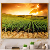 Sunset Vineyard Panorama