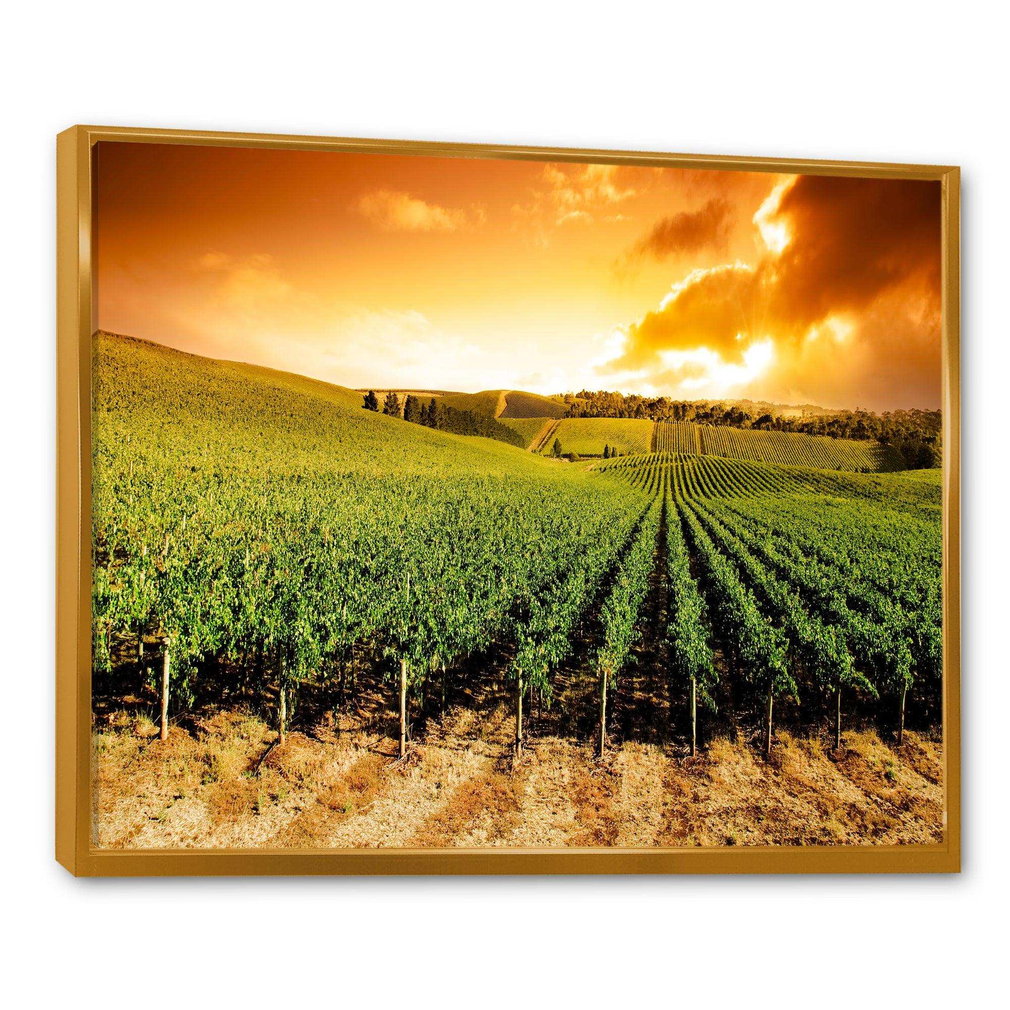 Sunset Vineyard Panorama