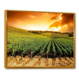 Sunset Vineyard Panorama