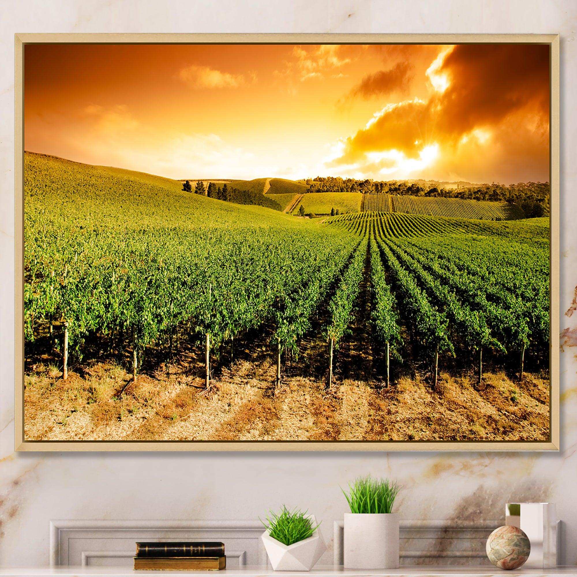 Sunset Vineyard Panorama