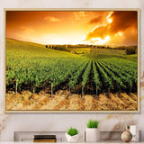 Sunset Vineyard Panorama