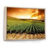 Sunset Vineyard Panorama