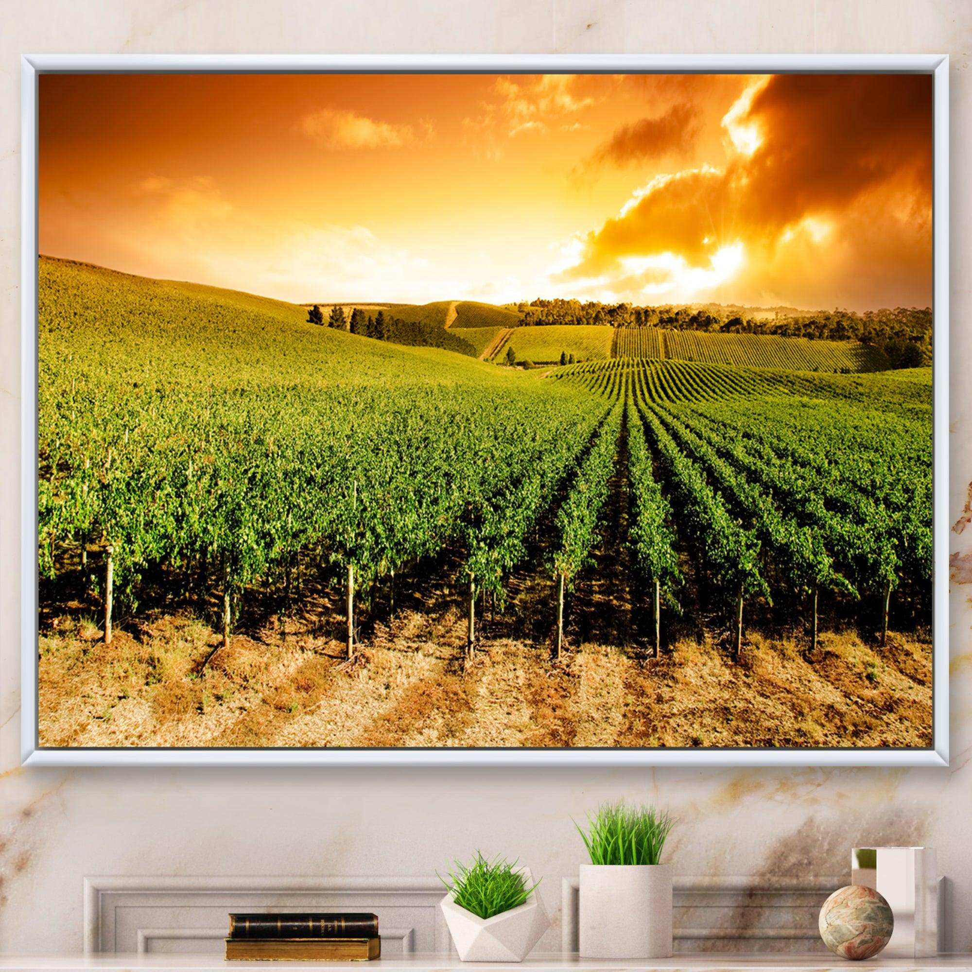 Sunset Vineyard Panorama