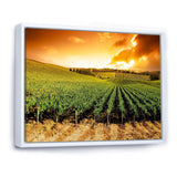 Sunset Vineyard Panorama