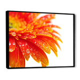 Orange Gerbera with Raindrops
