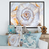 Great Skeleton of Sea Shell