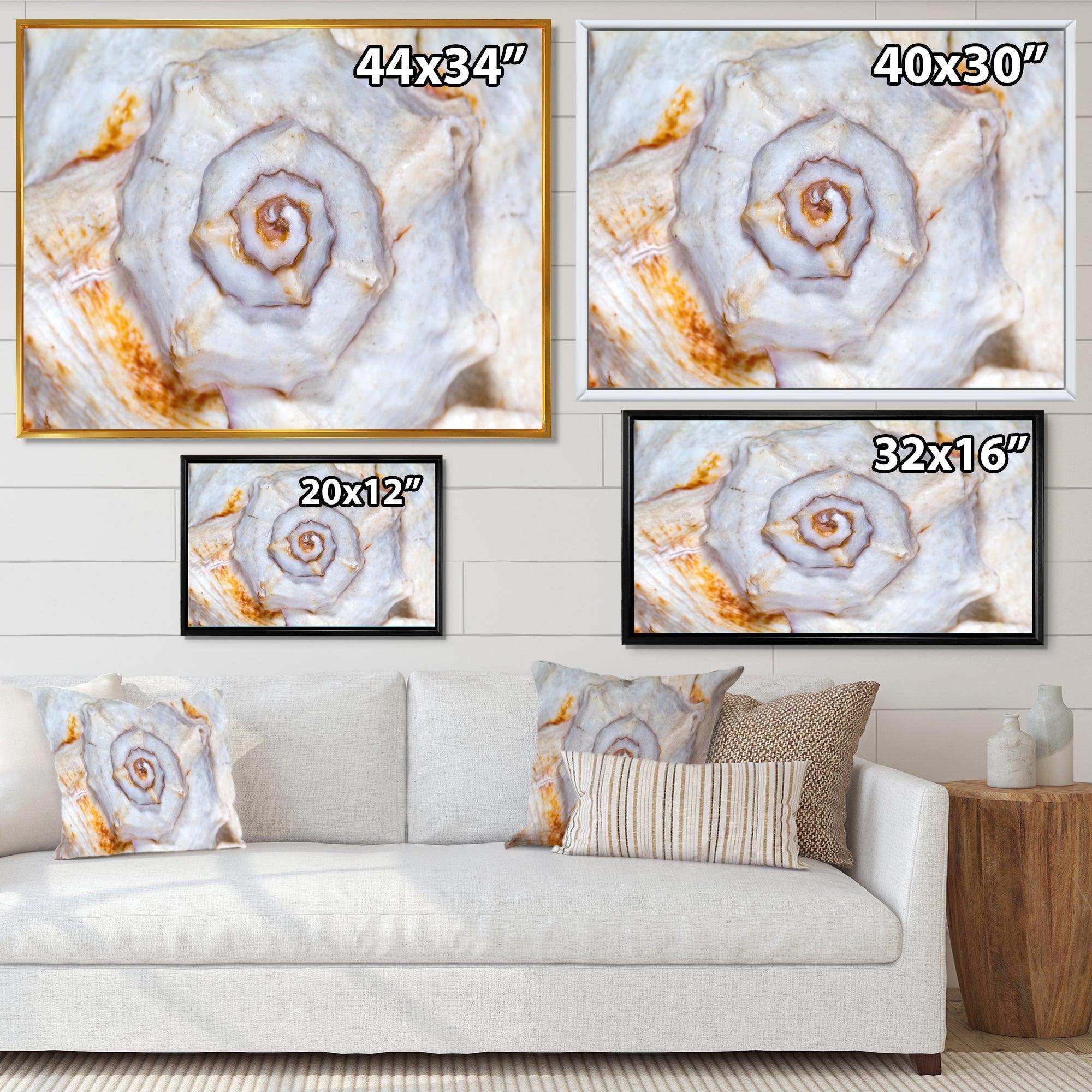 Great Skeleton of Sea Shell