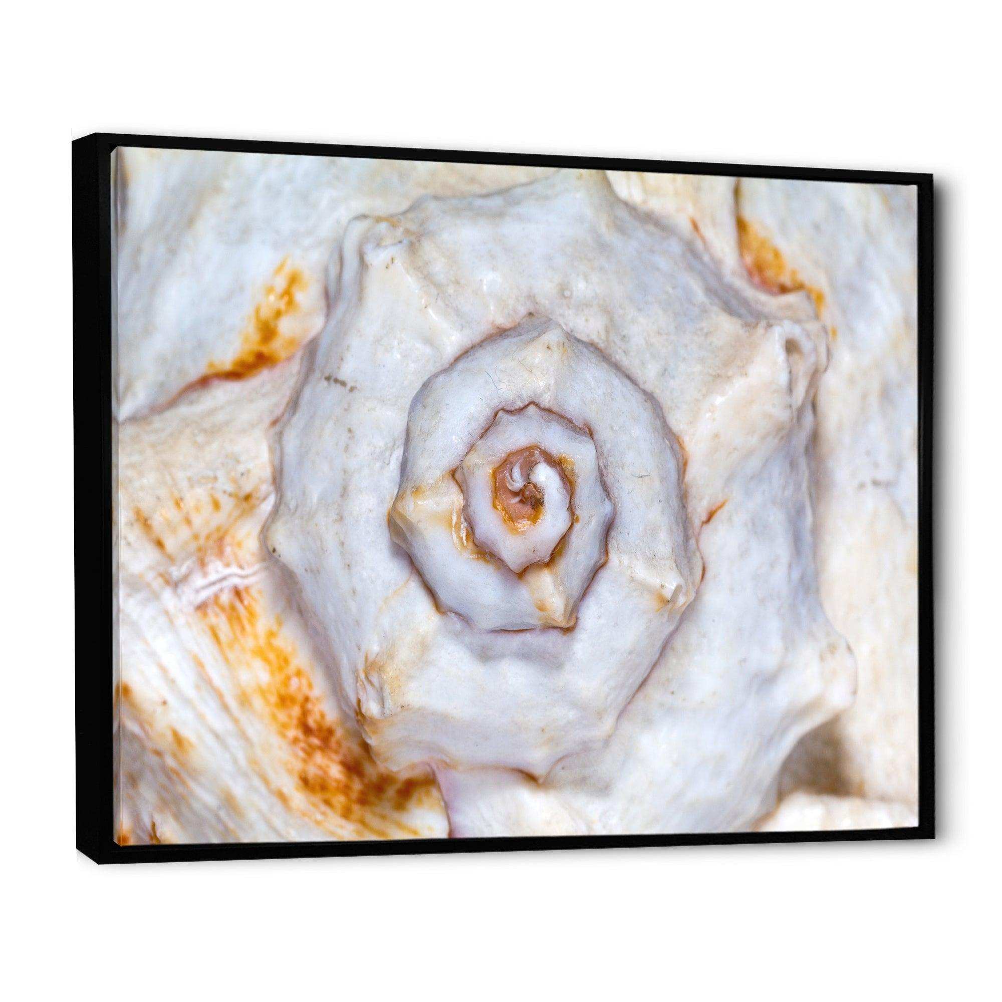 Great Skeleton of Sea Shell