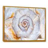 Great Skeleton of Sea Shell