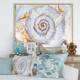 Great Skeleton of Sea Shell