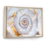 Great Skeleton of Sea Shell