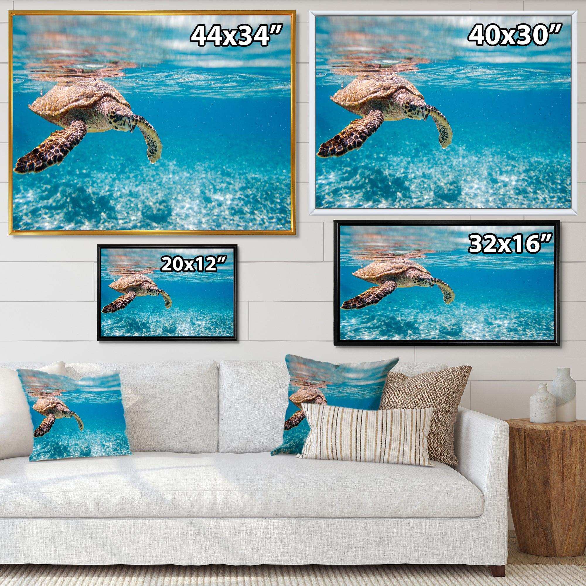 Large Hawksbill Sea Turtle