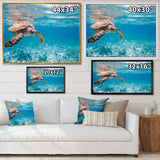 Large Hawksbill Sea Turtle