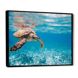 Large Hawksbill Sea Turtle