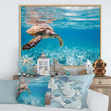 Large Hawksbill Sea Turtle