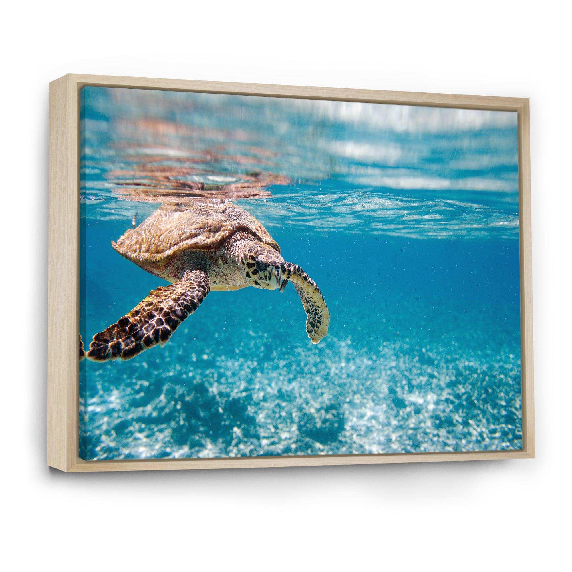Large Hawksbill Sea Turtle