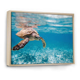 Large Hawksbill Sea Turtle