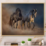 Black and white horse run