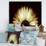 Sunflower in Black background