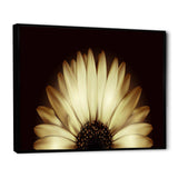 Sunflower in Black background