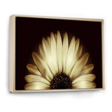 Sunflower in Black background