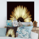 Sunflower in Black background