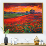 Blossoming Poppy Fields During Summer Sunset