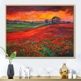 Blossoming Poppy Fields During Summer Sunset