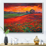 Blossoming Poppy Fields During Summer Sunset
