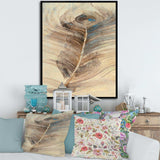 Feather Natural elements