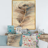 Feather Natural elements