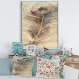 Feather Natural elements