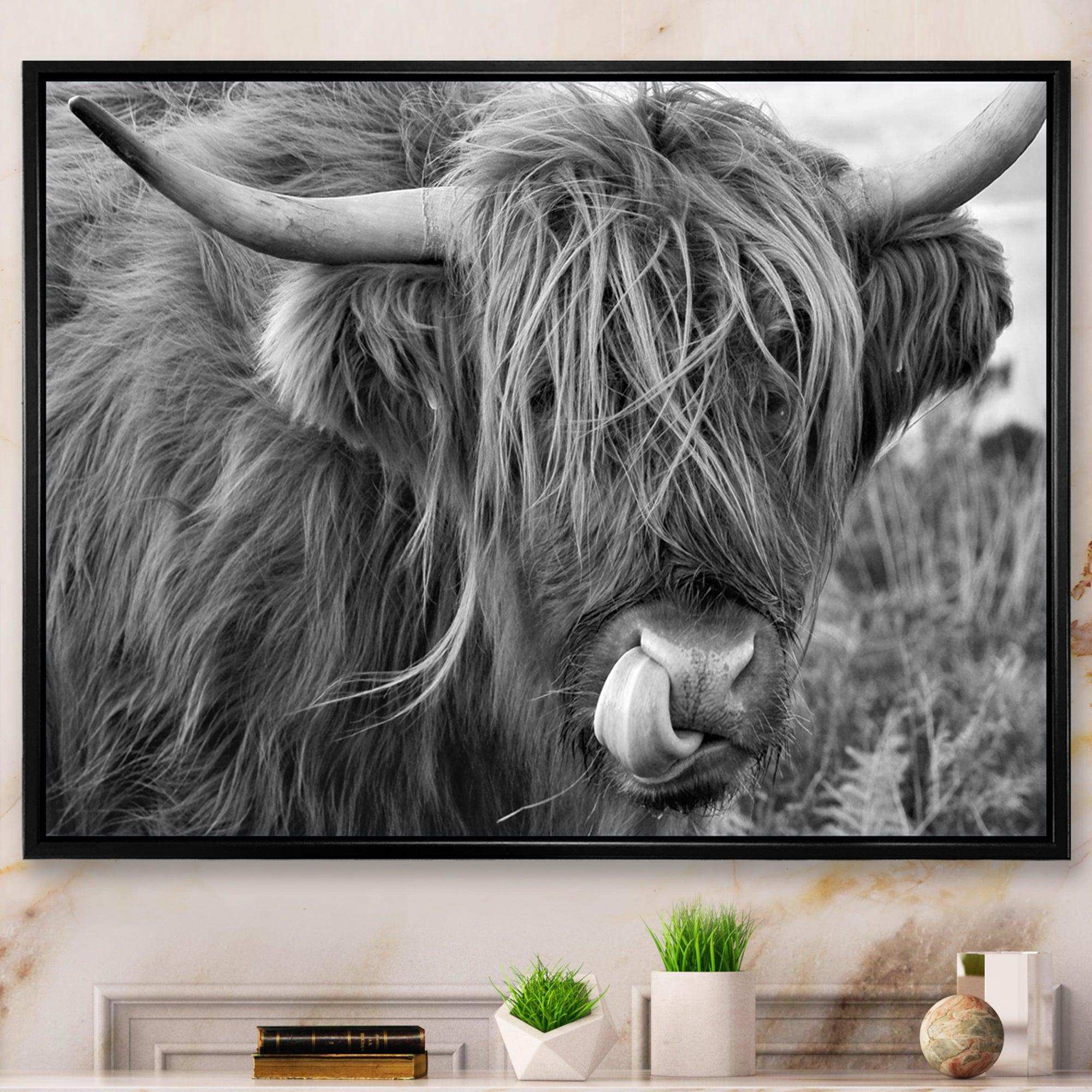 Scottish Cow On Moorland II