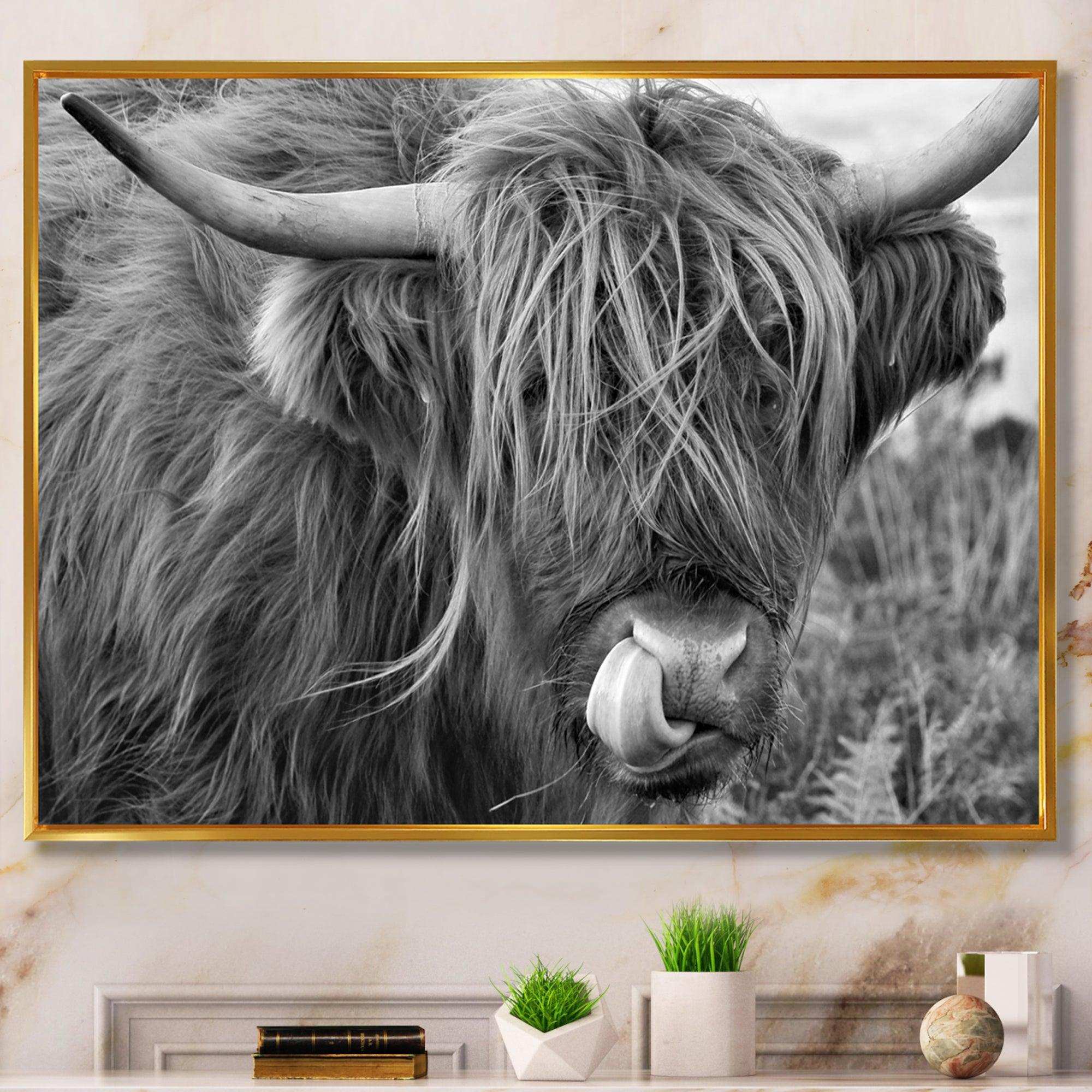 Scottish Cow On Moorland II