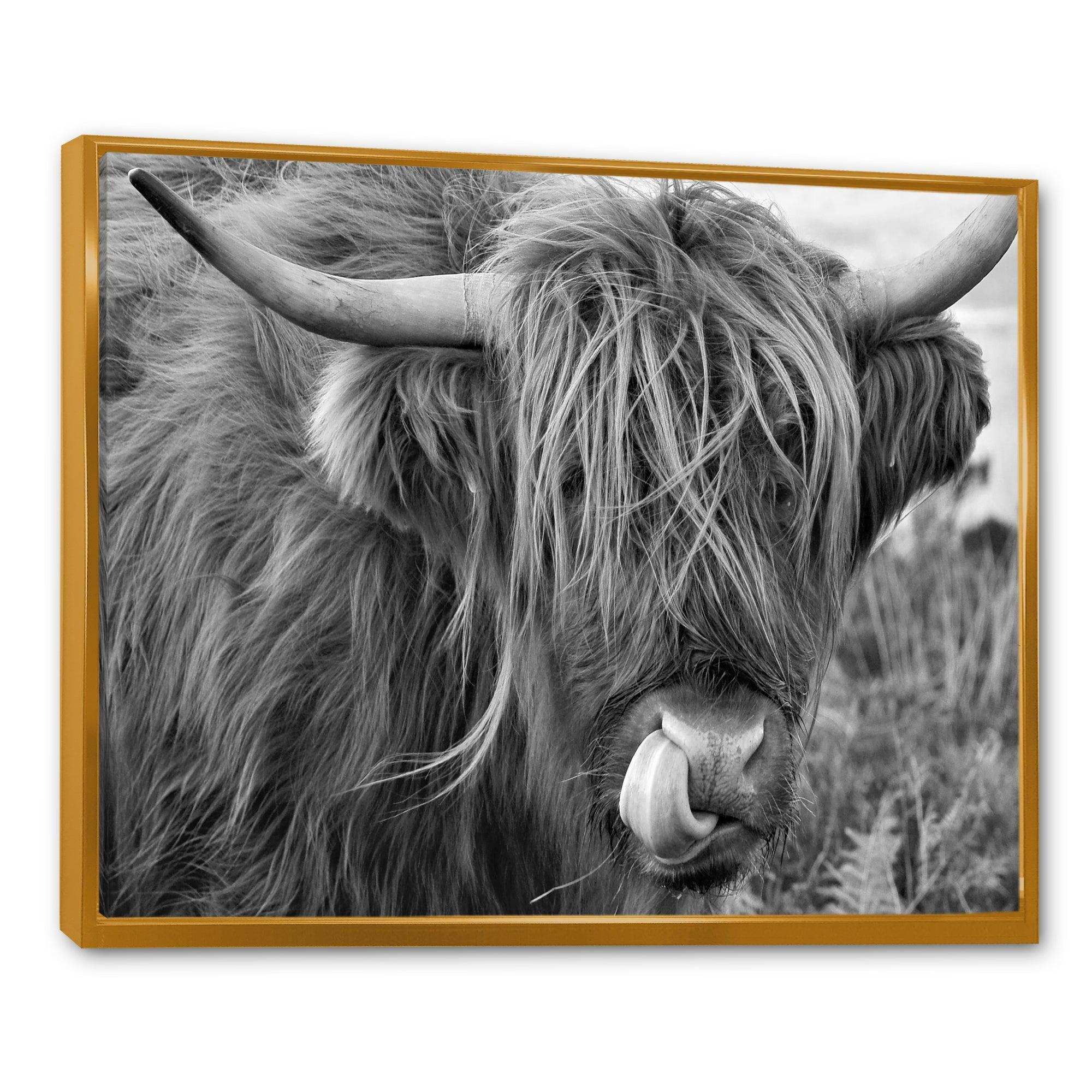 Scottish Cow On Moorland II