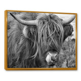 Scottish Cow On Moorland II