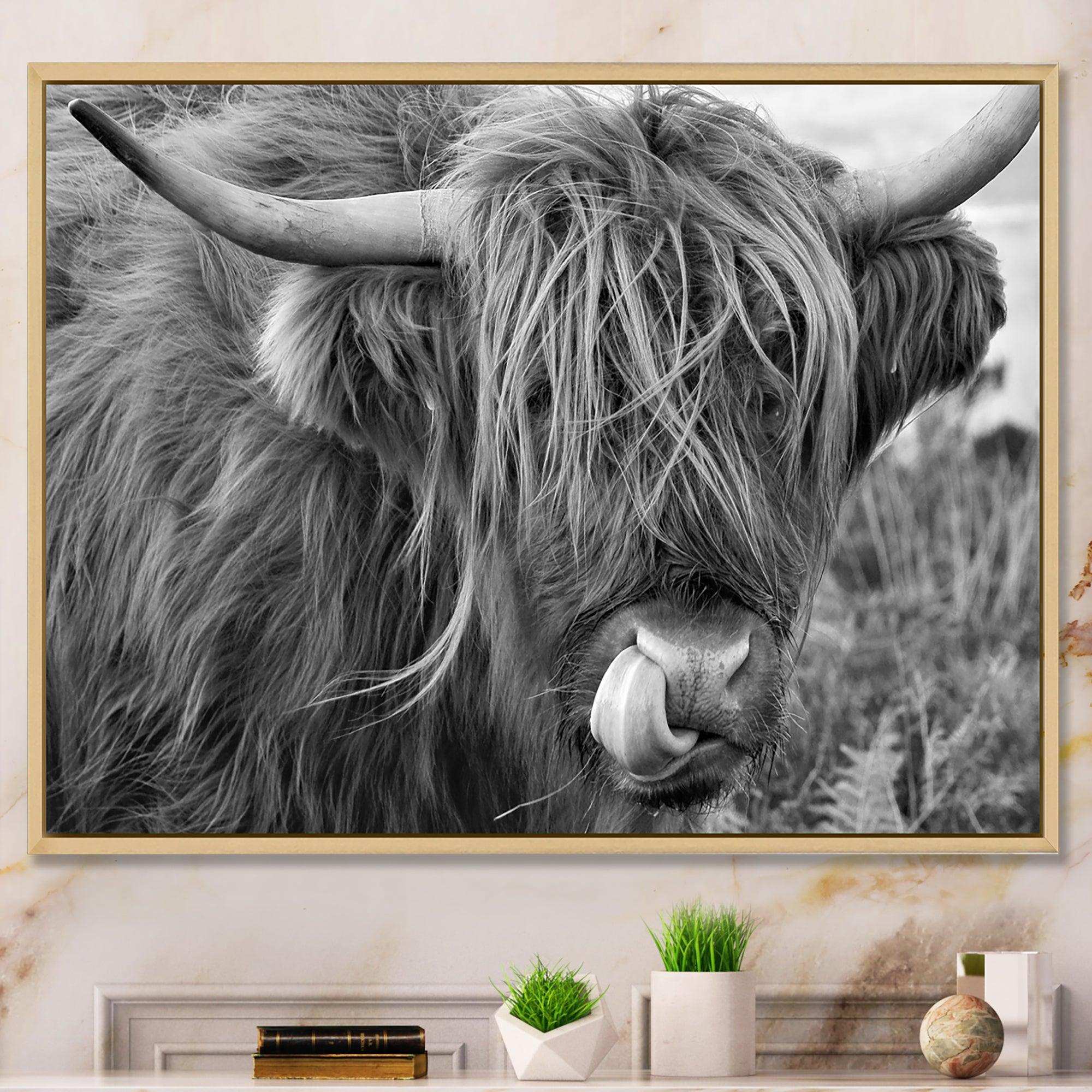 Scottish Cow On Moorland II