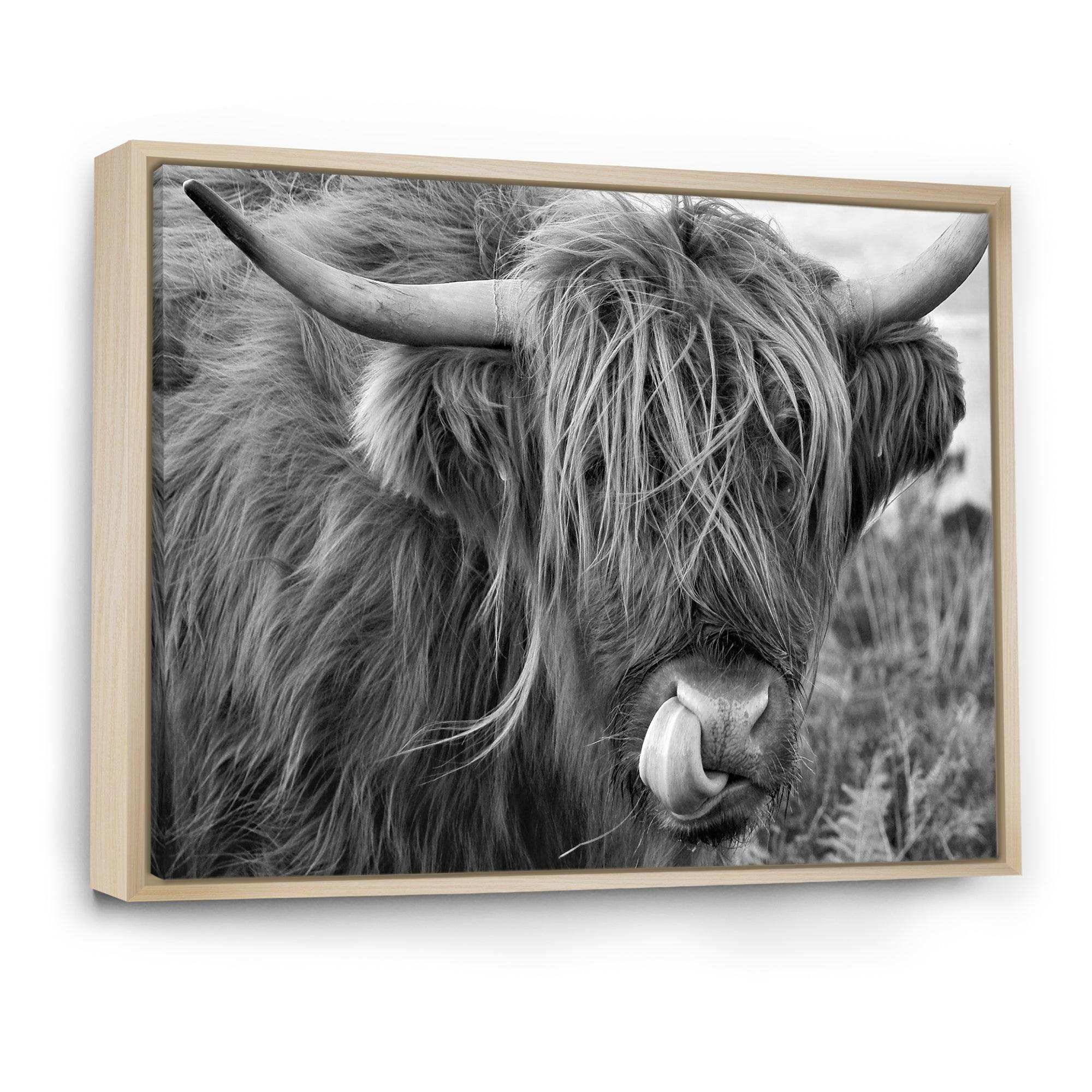 Scottish Cow On Moorland II