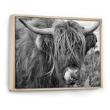 Scottish Cow On Moorland II
