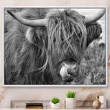 Scottish Cow On Moorland II