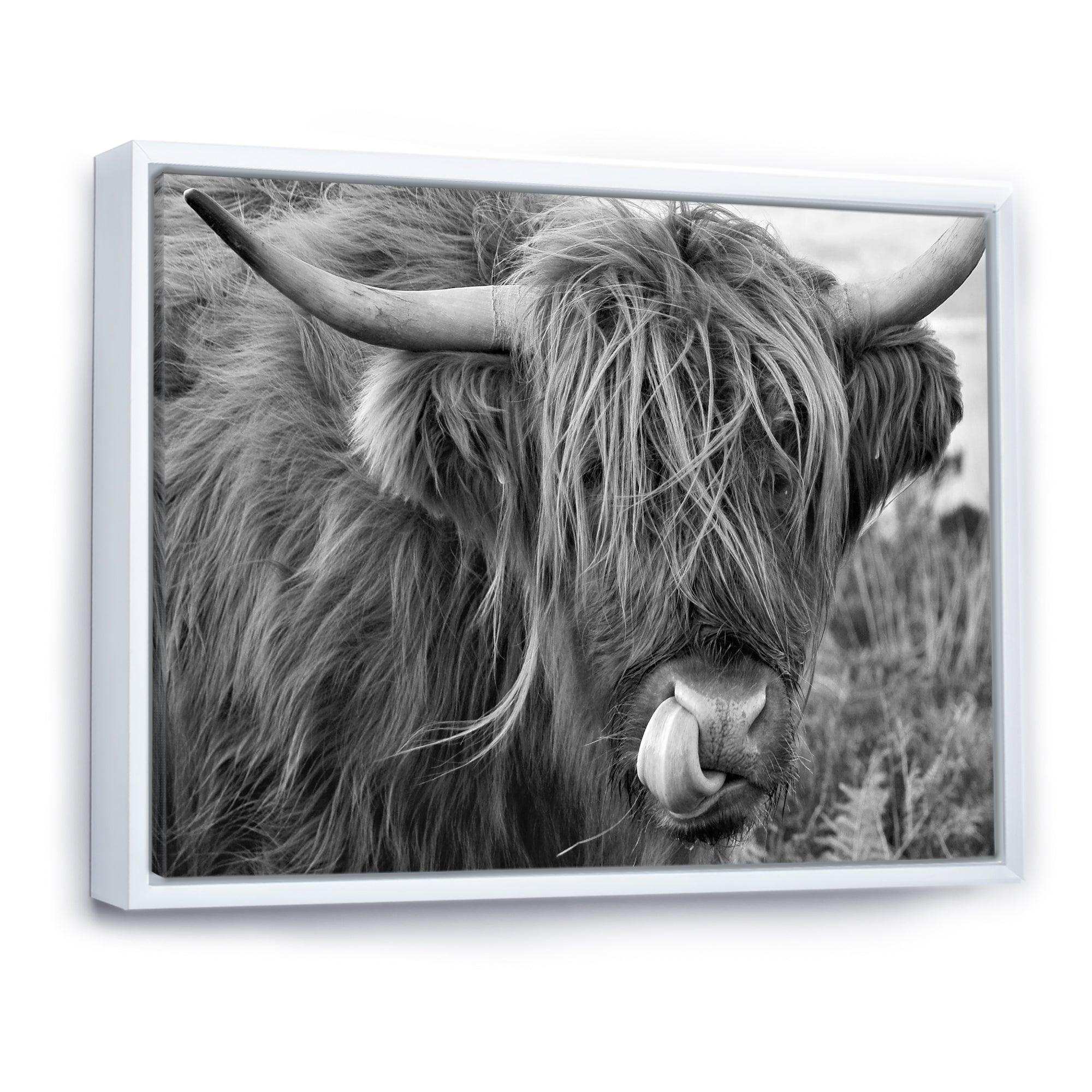 Scottish Cow On Moorland II