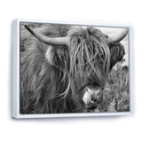 Scottish Cow On Moorland II