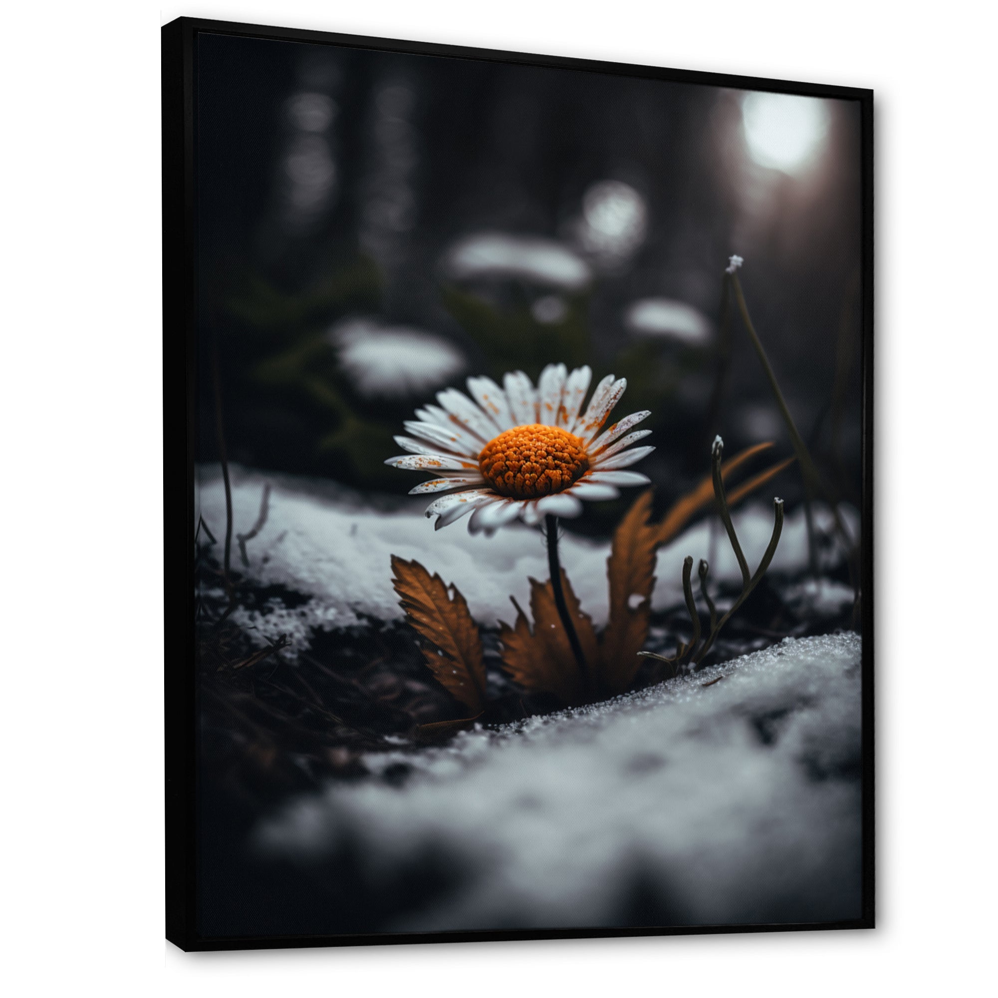 A Blooming Orange Daisy Flower In Winter I Framed Canvas Vibrant Black - 1.5Thick