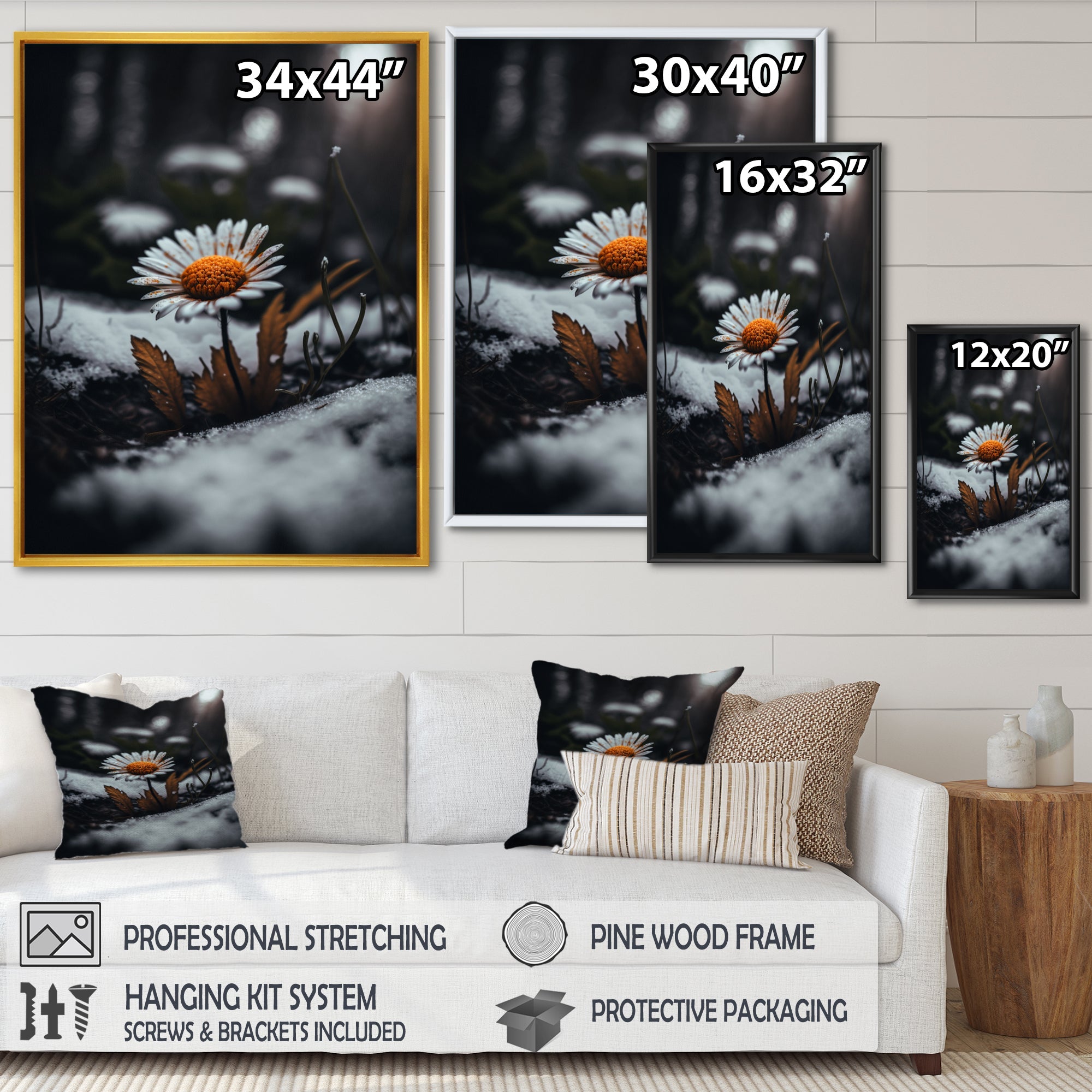 A Blooming Orange Daisy Flower In Winter I Framed Canvas Vibrant Black - 1.5Thick
